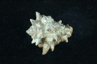 藏品(短拳螺)的圖片